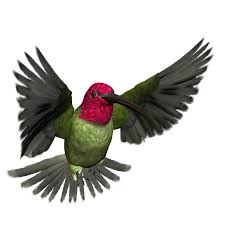 Free High Resolution Graphics And Clip Art Bird Png Graphics Png Graphics Clip Art Bird