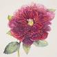 The Joy of Botanical Sketching