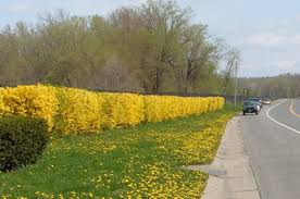 Tra tutte le piante spontanee quelle a fiori color dell'oro l'erba medica della specie medicago falcata e la lupolina (medicago lupulina). Forsizia I Fiori Gialli Che Annunciano La Primavera Passione In Verde