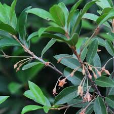 Image result for Scolopia zeyheri