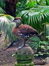 Рекламные программы всё о google google.com in english. Datei Birds Www Photo Org Es 30 Jpg Wikipedia