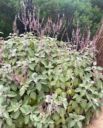 Image result for Plectranthus guruensis