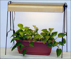 Use them to create the most gorgeous reception or event space! Lighting Indoor Houseplants Mu Extension
