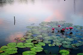 Three panels, each 200 × 424.8 cm. Photo Of The Day Best Seats In The House In Thailand Water Lilies Water Lily Pond Lily Pond