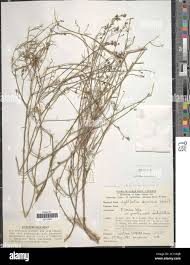 Image result for Wahlenbergia abyssinica