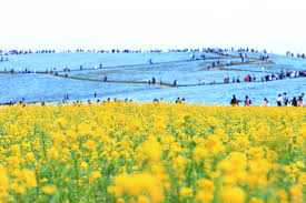 国営ひたち海浜公園 あんまりみんな撮らない菜の花とネモフィラ構図！ 菜の花越しに望遠だとこんな感じのポツン！ 過去picです！ 閉園間際に撮りました！  お花畑が素敵でした😍 空と人は召喚です🧙 雰囲気もので🤣 2023.4撮影 Follow me @sanbonsuge1986
