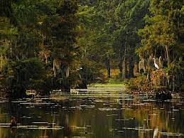 From 5 houses to 4 , find a unique house rental for you to enjoy a memorable stay with your family and friends. Lake Bistineau State Park A Louisiana State Park Located Near Bossier City Haughton And Shreveport