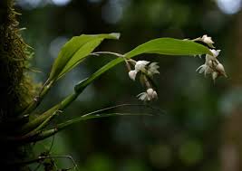 Image result for Polystachya cultriformis