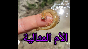 Maybe you would like to learn more about one of these? Ø§Ù… Ø§Ù„Ø§Ø±Ø¨Ø¹Ø© ÙˆØ§Ù„Ø§Ø±Ø¨Ø¹ÙŠÙ† Ù…Ø§Ø°Ø§ ØªØ¹Ø±Ù Ø¹Ù†Ù‡Ø§ ÙˆÙ‡Ù„ Ù‡ÙŠ Ø³Ø§Ù…Ø© Ø§ÙƒØªØ´Ù Youtube