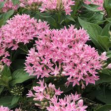 Image result for Pentas