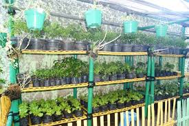 Sinox_nursery, banjarnegara, jawa tengah, indonesia. Taman Bunga Sekolah Dasar