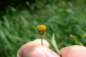 Image result for Bidens sp.no.1