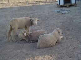 Ege Bolgesi Merinos Koyunu Ciftlikleri Koyun Yetistiricileri 0532 614 63 53 Goruntuler Ile Koylar Ciftlikler Canta