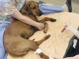 Canines Cancer And Chemo