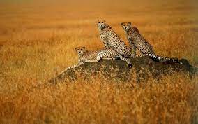 Savanna Animals Download Wallpaper Animals Cheetahs Savanna 1920x1200 Hd Wallpaper Animal Photography Africa Animals Animals