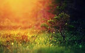 You may crop, resize and customize sunshine images and backgrounds. Mystical Sunshine Nature Mac Wallpaper Download Allmacwallpaper