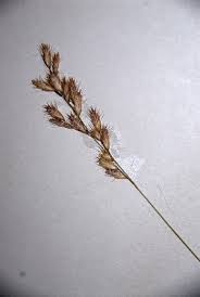 Image result for Schmidtia pappophoroides