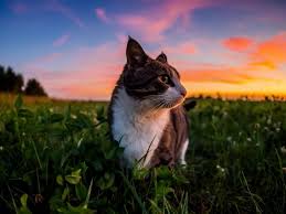 Birds For Cats To Watch 4k 