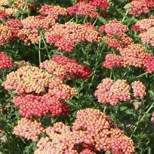 Onlineplantcenter 1 Gal Paprika Red Common Yarrow Plant A081g1 The Home Depot Yarrow Plant Plants Plant Images