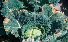 Different agro/ecological zones is shown in the male come together to form a line of white or pale yellow. Cabbage Red White Savoy Diseases And Pests Description Uses Propagation