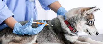 With dozens of microchip registries available, how do you know which one to choose? Check Your Pet S Chip Petplace