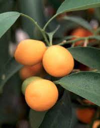 These orange trees are well known for their many clusters of fragrant flowers. Kumquat Wikipedia