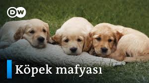 Almanya Da Yasa Disi Kopek Ticareti Dw Turkce Youtube