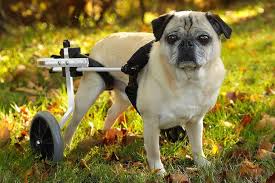 Image result for invalid dog wheelset