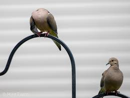 Birds Native To Virginia Beach Pin On Free As A Bird