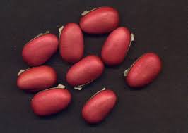 Image result for Canavalia