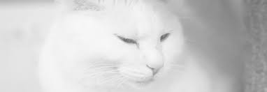Symptoms include enlargement of external lymph nodes, vomiting diagnosis of lymphosarcoma (lymphoma) in cats. Cat Breed Disorders Southeast Wi Animal Wellness Center