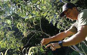 Get all the lyrics to songs by anthony ortiz and join the genius community of music scholars to learn the meaning behind the lyrics. Newly Landscaped Backyard Features Native Plants Honolulu Star Advertiser
