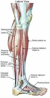 Lower Leg Muscle Chart Leg Muscle Anatomy Emg Muscle
