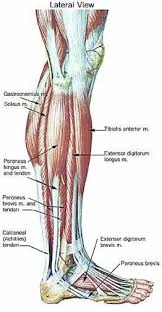 lower leg muscle chart educatorhub com leg muscles