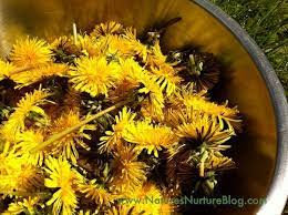 Dandelions Friend Or Foe Part 2 Flowers Dandelion Recipes Achiote Recipe Nutrition Recipes