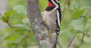 Black Bird With Yellow Beak And White Belly Yellow Bellied Sapsucker Aves Eres Maravilloso