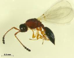 Image result for Trichopteryx elegantula