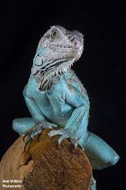 Visit Us And Support Animal Protection Animal Protection Blog Aqua Turquoise Lizard Animals Colorful Lizards Iguana