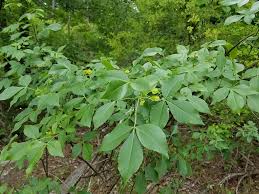 Image result for Toddalia crenulata