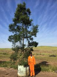 Image result for Afrocarpus falcatus