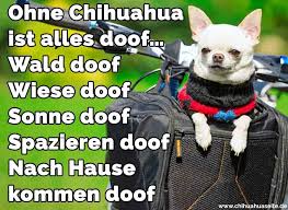 Chihuahua Zitate Und Spruche Chihuahuaseite De