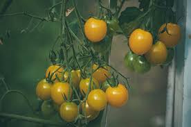 Missbildade blad på tomatplantor framför allt unga blad kan få missformade, ihoprullade, krumma blad. Himmelskt Det Drar I Kinderna Saliven Rinner Till Och Det Gar Inte Att Undvika Ett Himmelskt De Forsta Solmogna Tomaterna Smakar Just Sa Bara En Sort En Enda Planta Racker Lange Men Har Man Val Borjat Odla Tomater Ar Det Svart Att Halla Sig Till En Sort Det