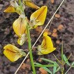 Image result for Crotalaria deserticola