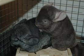 Check spelling or type a new query. Everything You Need To Know About Caring For Chinchillas Pethelpful