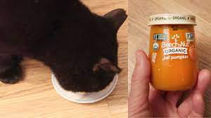 Cats Try Pumpkin Baby Food For The First Time Youtube