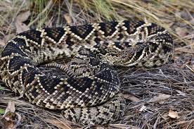 Check spelling or type a new query. Eastern Diamondback Rattlesnake Crotalus Adamanteous About Animals