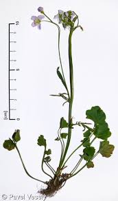 Image result for Cardamine pratensis