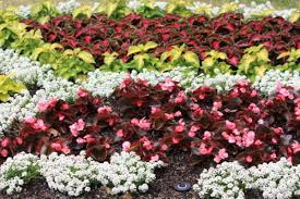 Check spelling or type a new query. Gardening In The Shade 9 Annual Plants For Shady Areas Dengarden