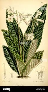 Image result for Streptocarpus myoporoides