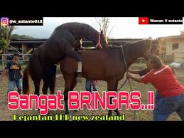 Kuda jantan yang lama belom kawin. Proses Kuda Kawin